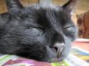 Cat Asleep