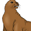 The Seal Catcher