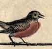 The Wedding of Robin Readbreast and Jenny Wren